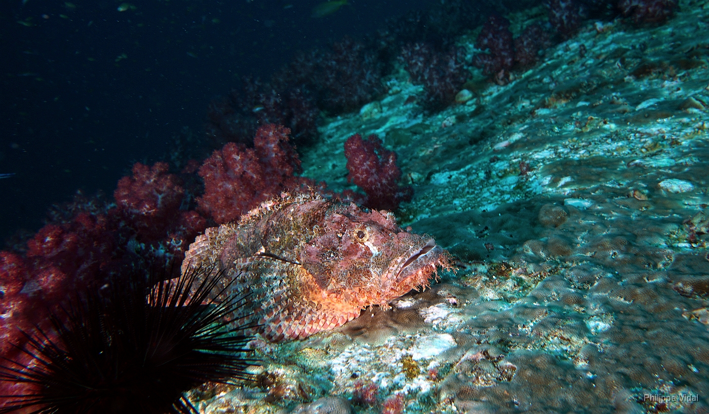 Birmanie - Mergui - 2018 - DSC02745 - Tasseled scorpionfish - Poisson scorpion a houpe - Scorpaenopsis oxycephala.jpg